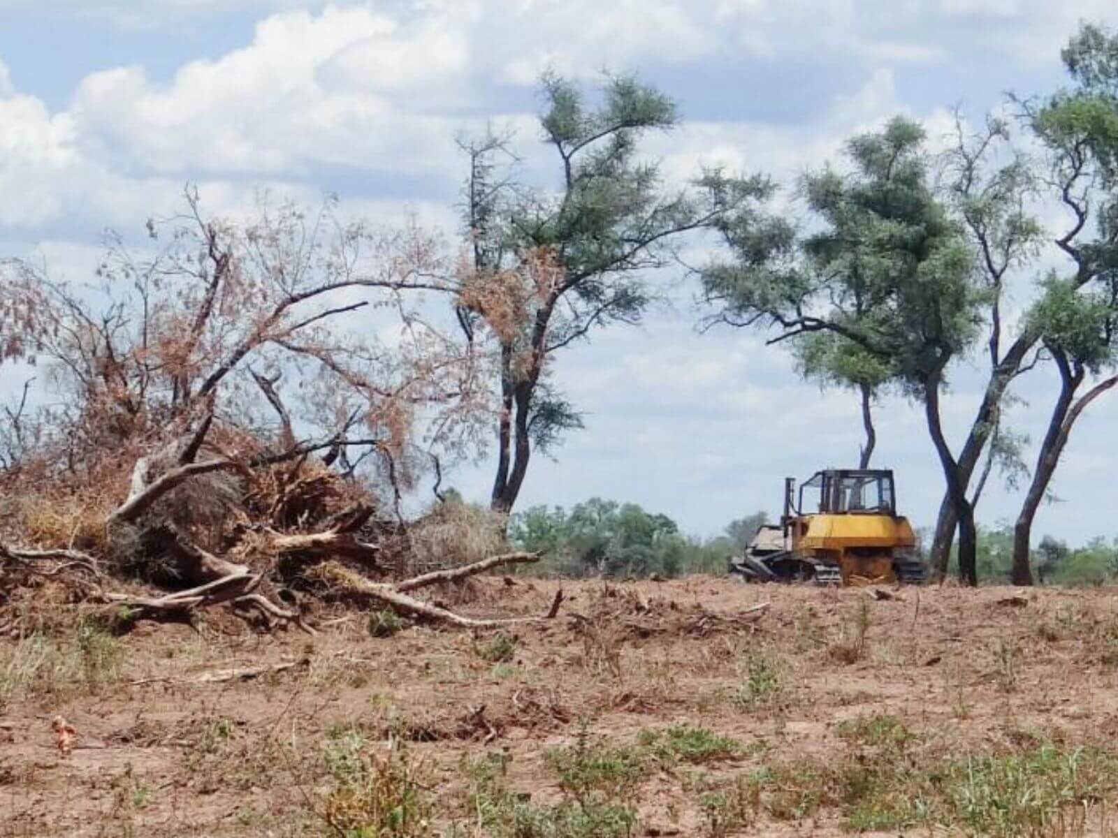 Gran Chaco el desmonte no cesa El Resaltador