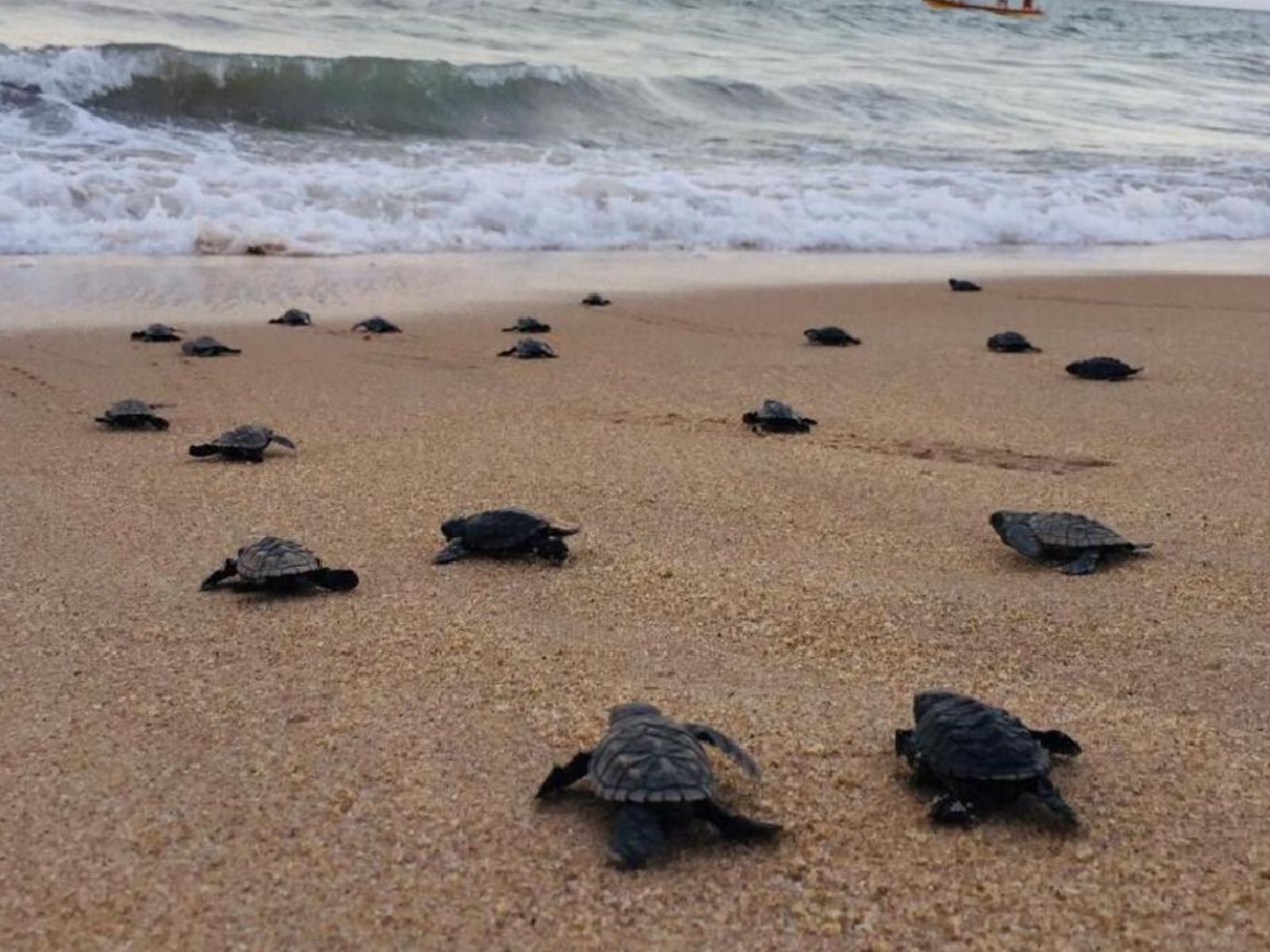 brasil nacen tortugas en peligro de extinción en playa vacía por la