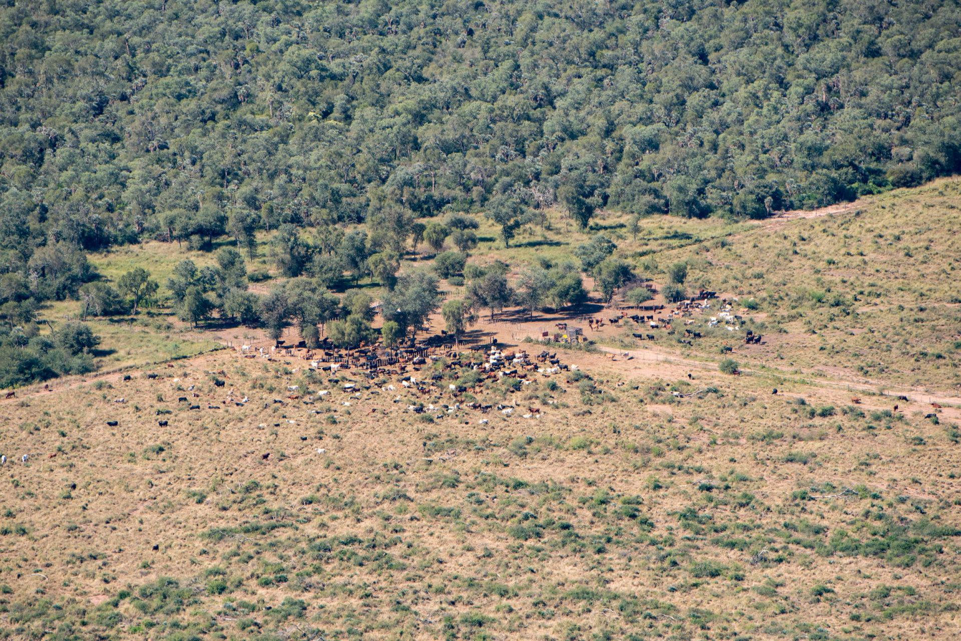 Deforestación en Argentina