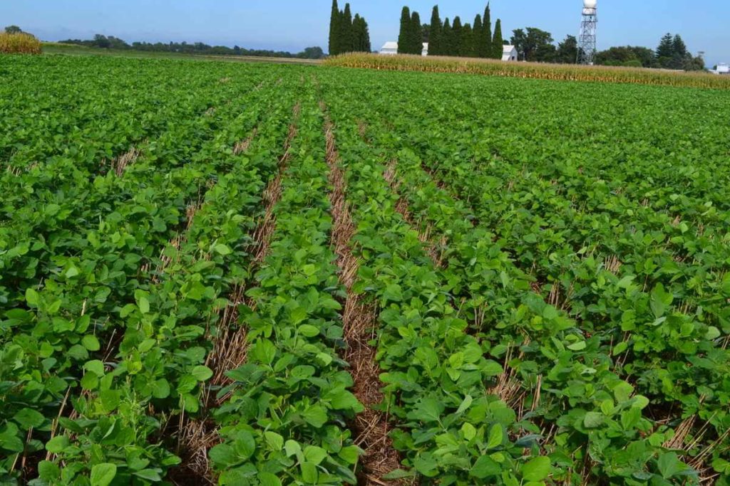 Campos y cultivos de soja