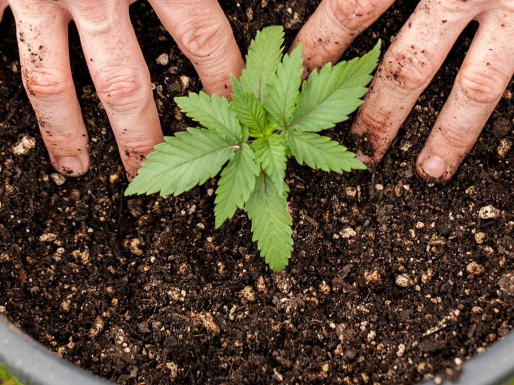 cannabis medicinal