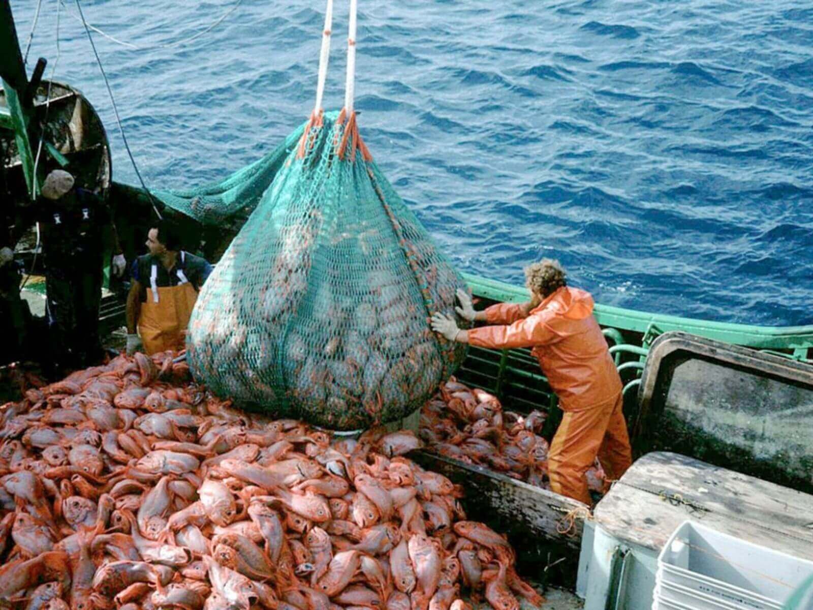 La Onu Realiz Un Informe Sobre Pesca Mundial Y Sus Problemas