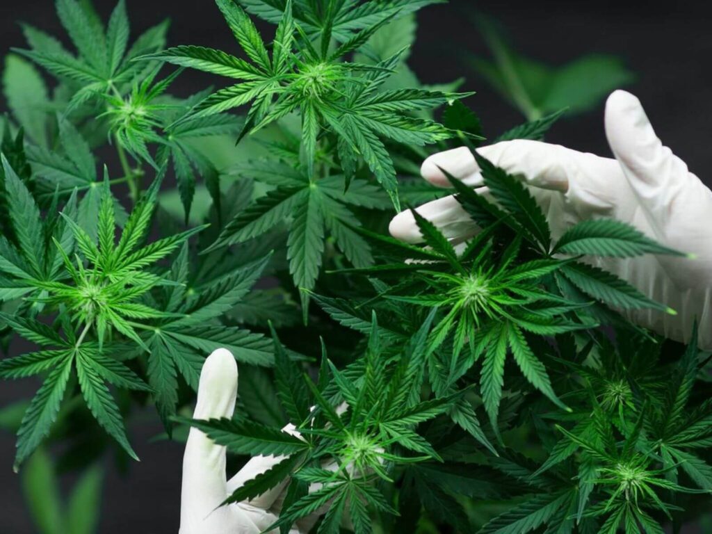 Cannabis, esa planta que Córdoba debería abrazar más. Fuente: Shutterstock