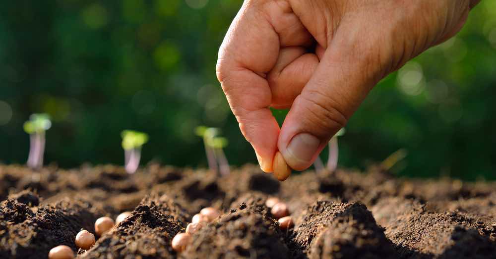 7 semillas de hortalizas para plantar en abril | Blog Verdecora