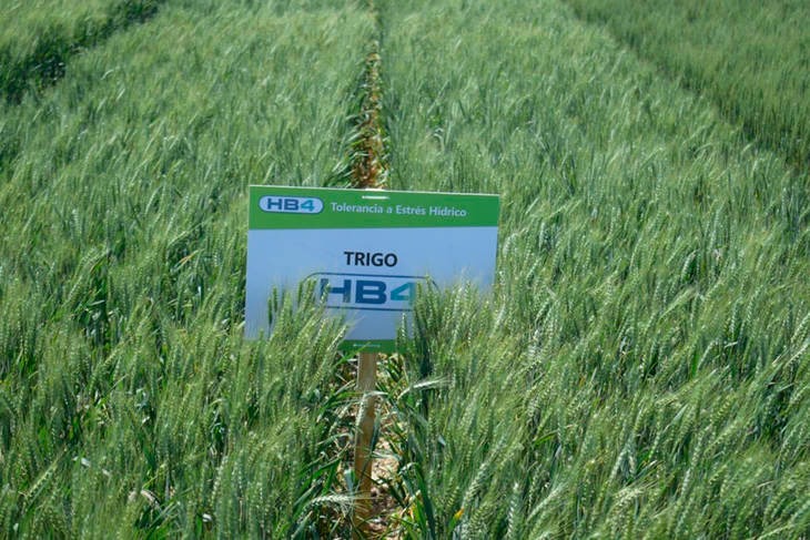 Argentina aprobó la siembra y comercialización de trigo transgénico