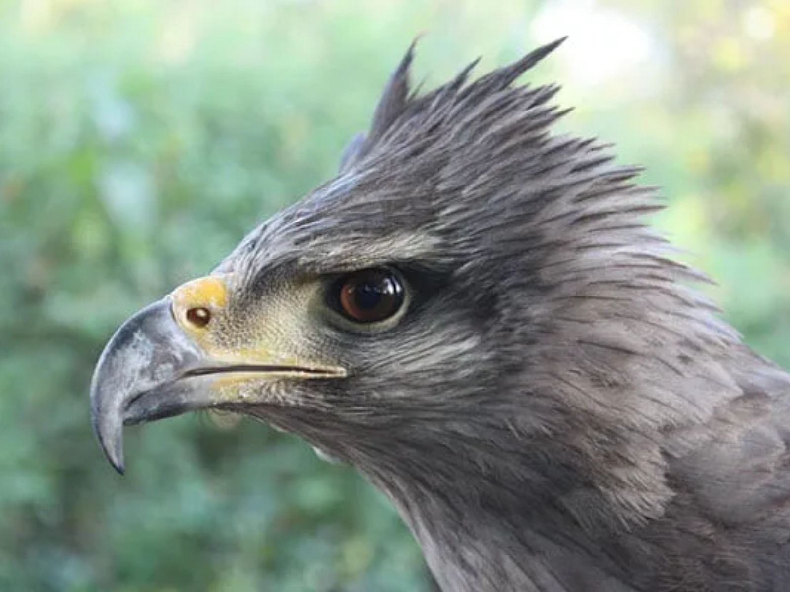 Peligro de extinción: quedan menos de 1000 águilas coronadas en el país