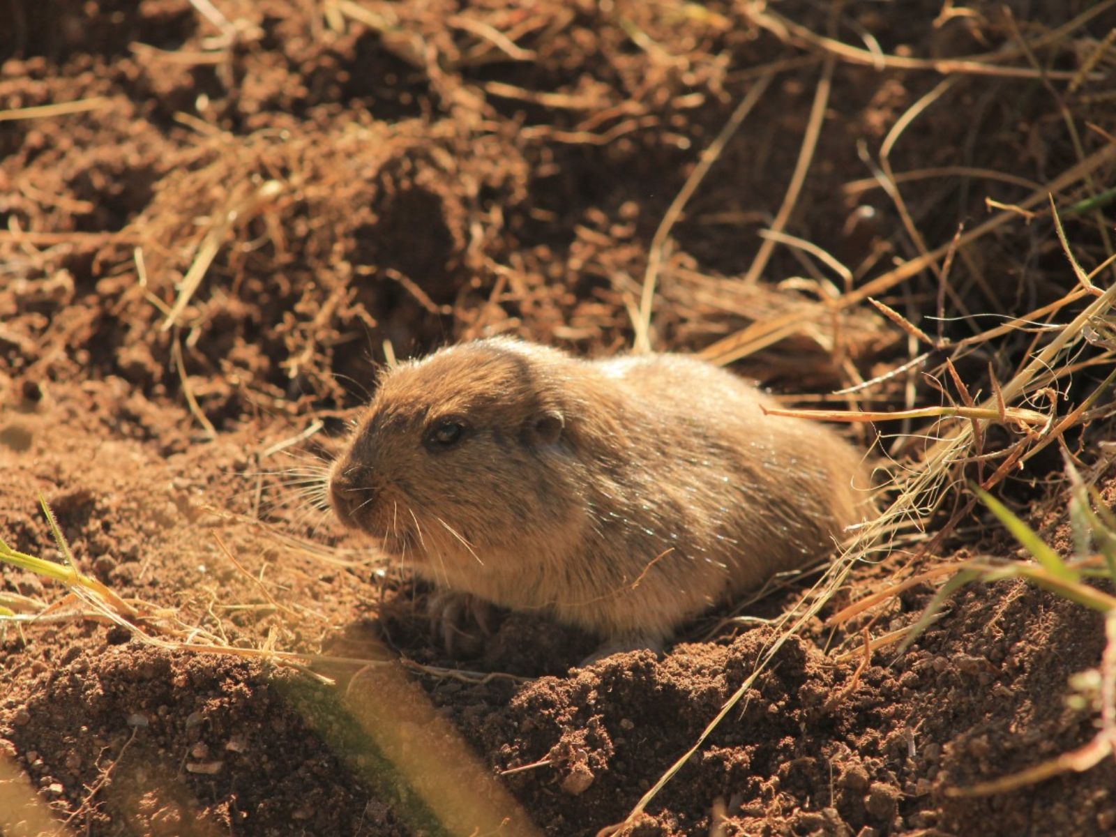 Tuco-Tuco, Una Nueva Especie En Traslasierra: "Es Muy Importante ...